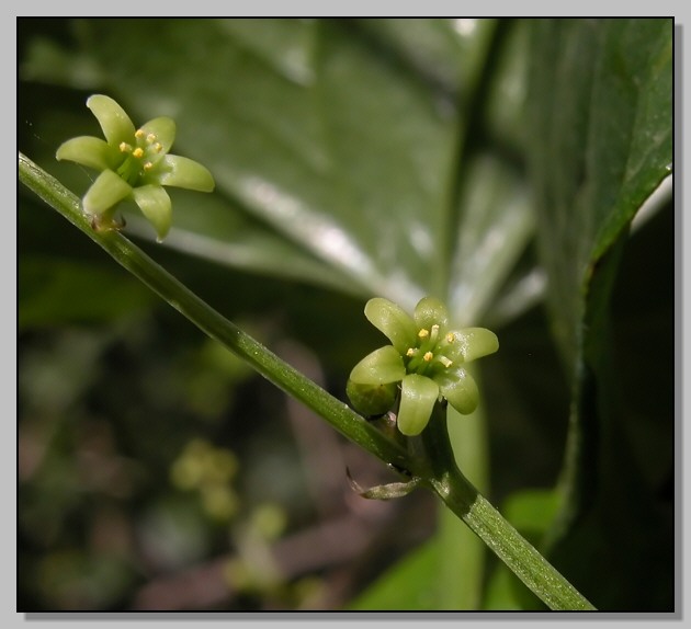 Dioscorea (=Tamus) communis / tamaro